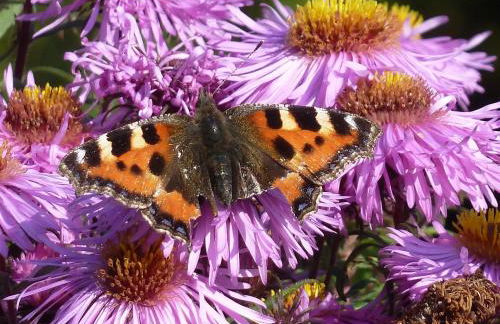 Sunset Retreat Lodge with Hot Tub - Foto 34