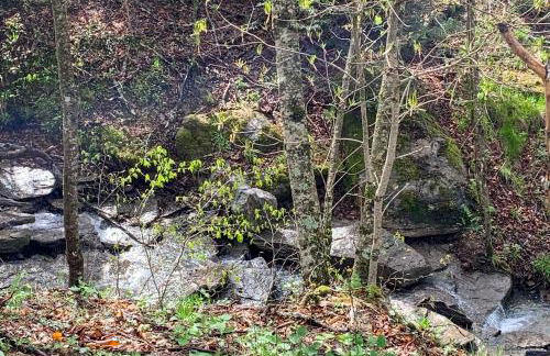 The Beech Hut - Foto 38