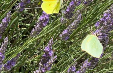 Gîte Citronnier Authentique et paisible - Foto 37