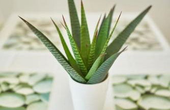 Ferluán II - Foto 12