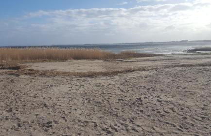 Spatzenhecke - Foto 9