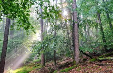 Ferienwohnung im Herzen des Pfälzer Waldes - Photo 2