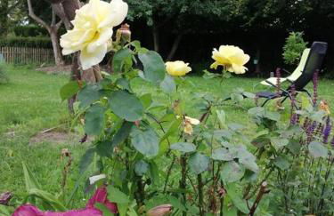 La romance de Laura - Foto 10