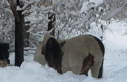 Leśna Kopuła - Foto 36