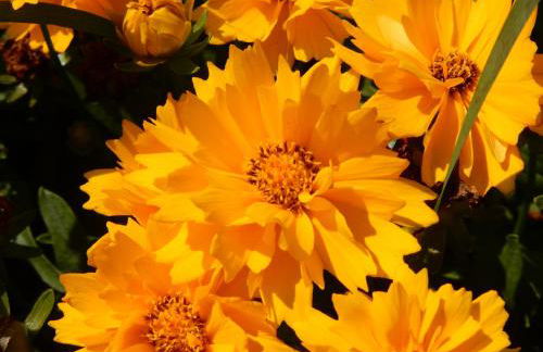 Agriturismo Corte Ambrosi - Foto 14