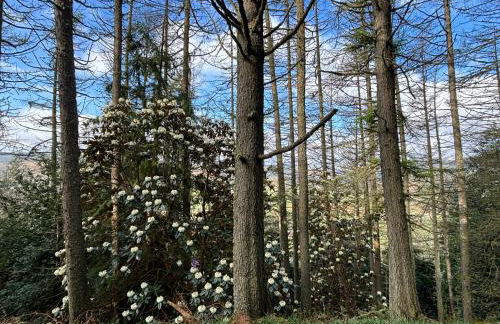 North Lodge Kilmun - Foto 61