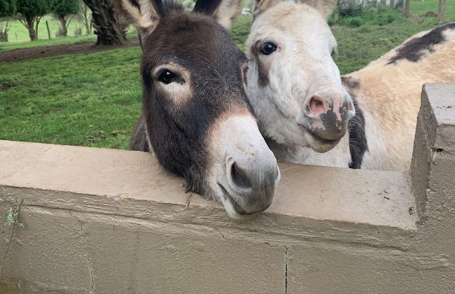 Stony Creek Cottages - Foto 1