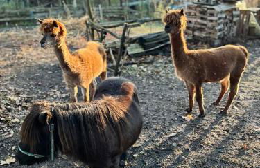 Apartments im Spreewald - Foto 19
