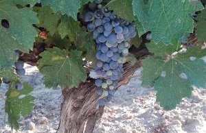 La Bastide du Capelier - Gîte pour 4 personnes avec baignoire balnéothérapie - Foto 13