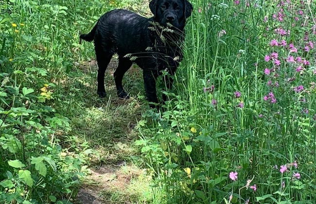 Beech Pod Cabin in Beautiful Surroundings Wrexham - Photo 3