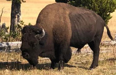 Breathtaking Views Close to Yellowstone - Foto 33