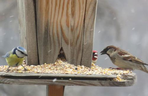 Studio en rez de chaussée, avec jardin partagé. - Foto 21