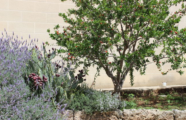 Masseria Pagani - Photo 69