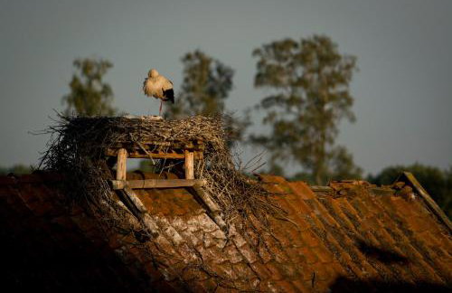 Żywkowo Bocianie Gospodarstwo Rolne - Foto 25