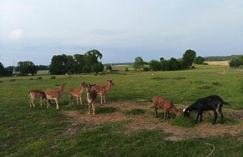 Smocze Ranczo 3 - Foto 71