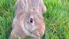 Corte di Tosina - Foto 2