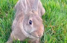 Corte di Tosina - Foto 2