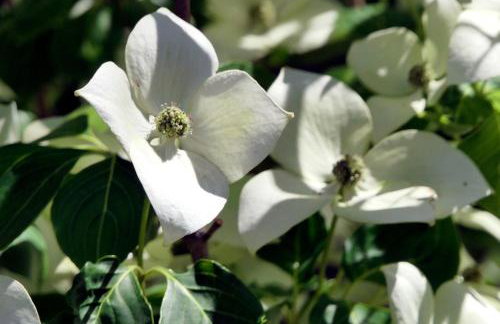 Otulina Gulczewo - Foto 35