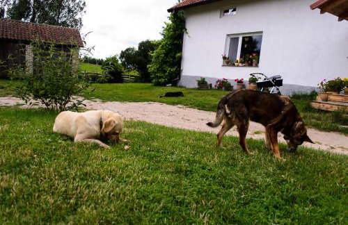 Zakątek Szczęścia Eko Agroturystyka - Foto 54