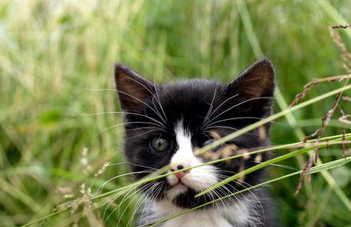 Moarhof Gufidaun - Photo 22