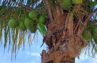 Casa completa Itanhaém próxima praia do Suarão - Foto 21