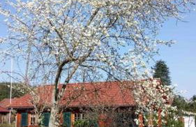 Haus Elsbeere - Foto 15