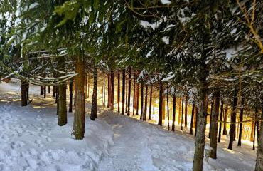 Alpakowy raj - Foto 17