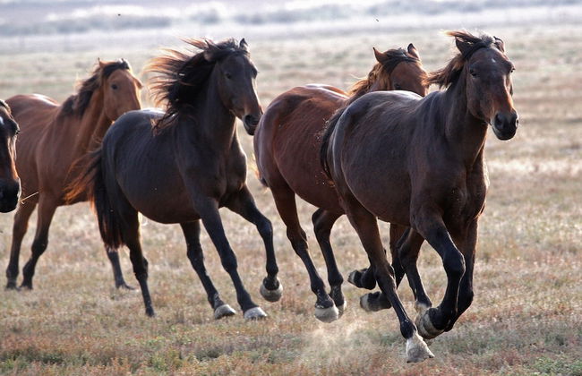 Country Resort Le Due Ruote - Foto 62