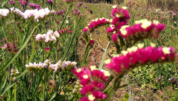 Excursion à Ocotlán depuis Oaxaca - Photo 3