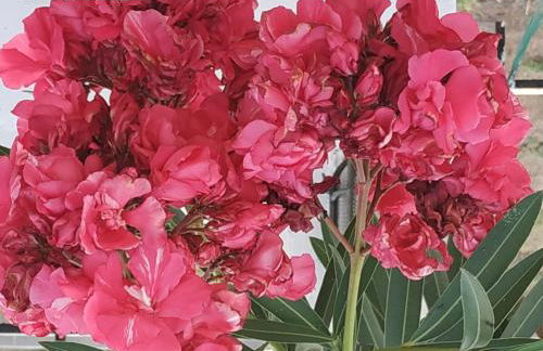 Kleoni's cottage - Foto 39