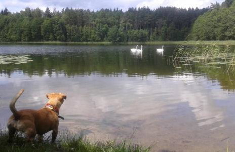 Pod tulipanem nad jeziorem - Foto 38