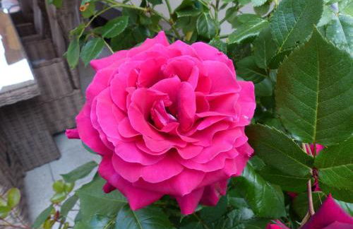 Ferienhaus Rose & Lavendel - Foto 1