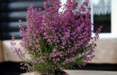 Reiherweg3A - Foto 17