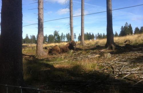 Haus Edelweiss Comfortable holiday residence - Foto 22