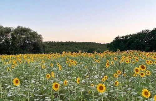 SAMBUCA, Splendido giardino nel chianti - Foto 29