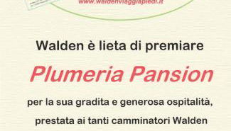 Plumeria Flowery - Foto 4