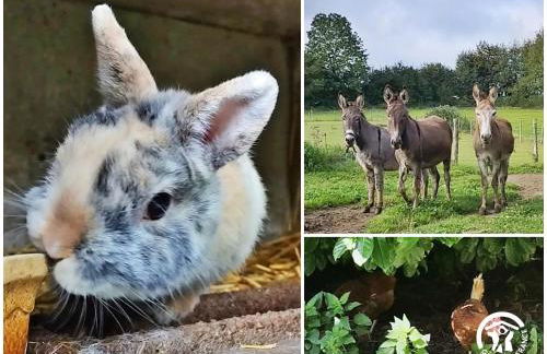 Le nid dans le chêne - Photo 39