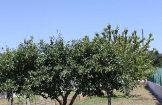 La Mia Villa - Foto 6