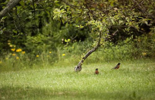 Charming Glamping Rental with Fireplace near Great Smoky Mountains National Park - Foto 30