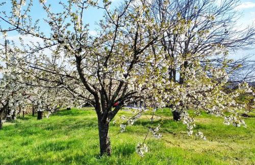 A Tintureira - Foto 26