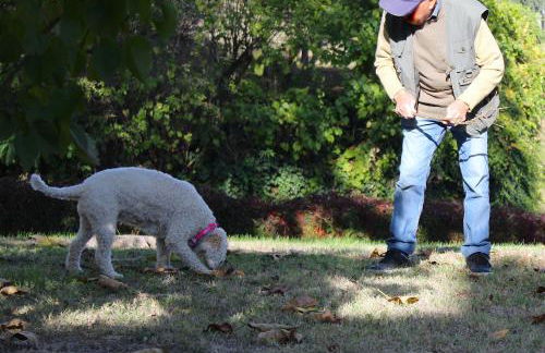 AMAZING LANGHE AND MONFERRATO | House with garden - Foto 44