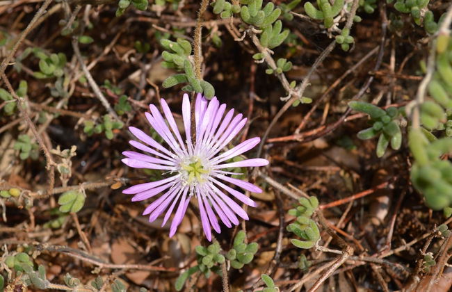 Résidence Terra Théa - Foto 30