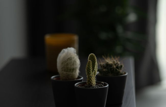 Rose Erela - Foto 11