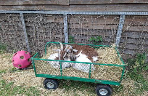 Mardi Gras, Upwell - Foto 39