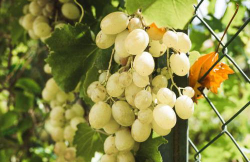 Il Segreto Dei Viaggiatori - KIEV - Foto 24