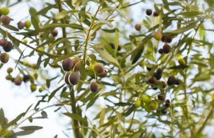 Casale Amati Country House - Photo 31