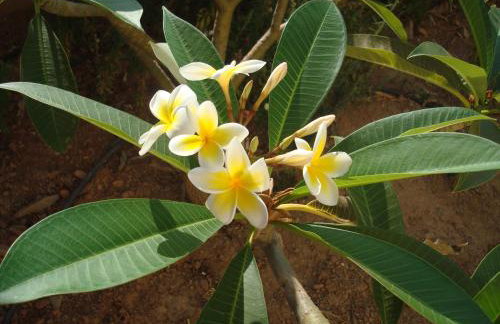 Maro Suites - Foto 6