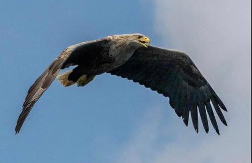 The Drift Shepherds Hut - Foto 13