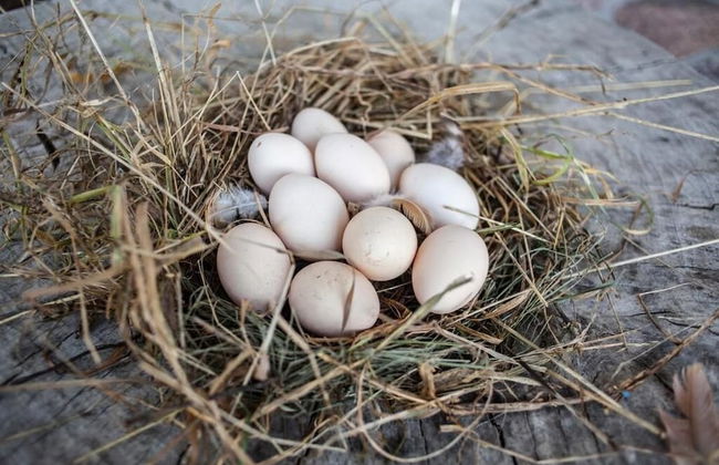 Agroturystyka u przyjaciol Soni - Foto 41