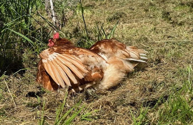 Shepherdshut-cotswolds-petfriendly-woodburner - Foto 13